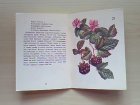 画像: エストニア　  ミニ植物冊子　 KAITSKEM KAUNEID TAIMI！ 　　1981年  